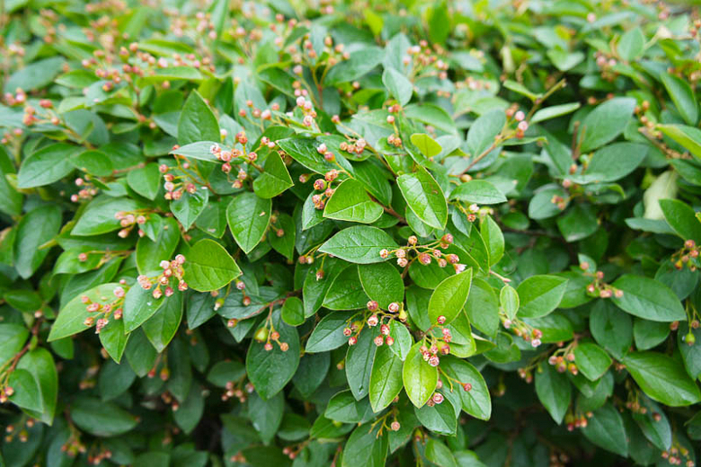 Cotoneaster-Hedge